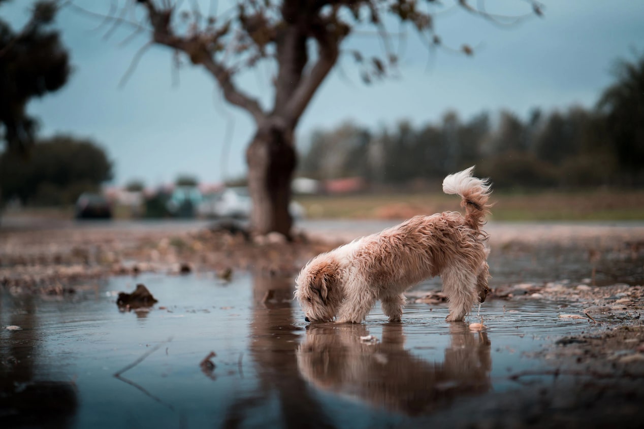 puppy alone drinking from a dirty puddle