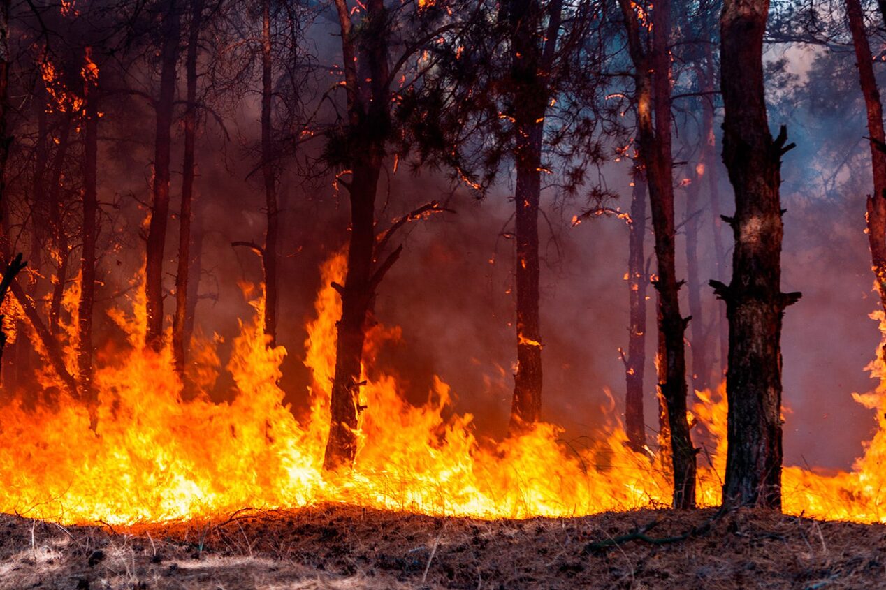 Blazing Wildfire Taking Over a Forest With Tall Trees